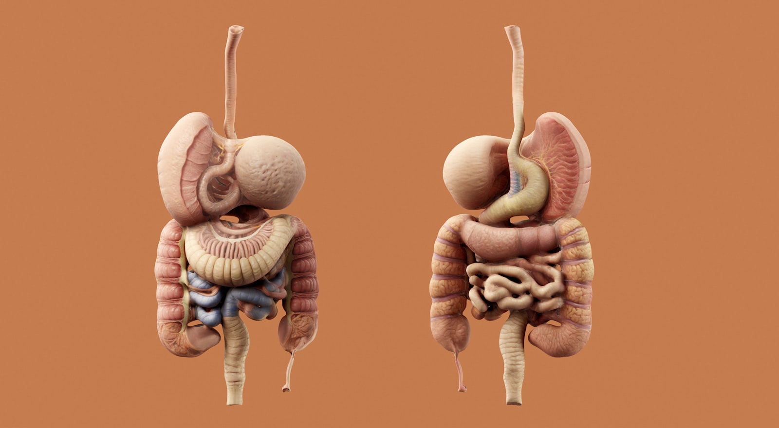 Best Gut-Brain Axis Supplements, Ranked